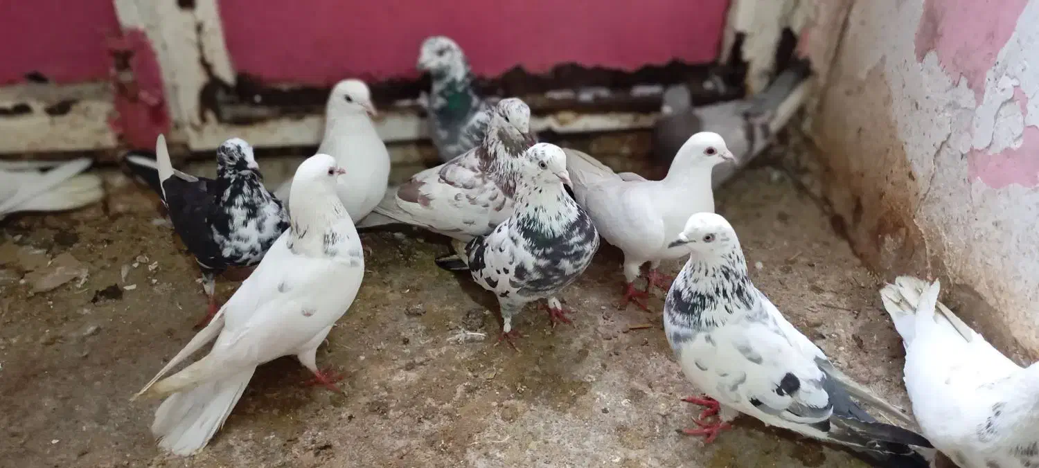 ۲۰عدد کبوتر طوقی و تهرانی|پرنده|کرمانشاه, |دیوار