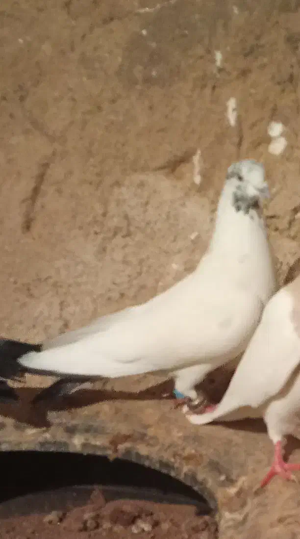 کبوترر|پرنده|مریوان, |دیوار