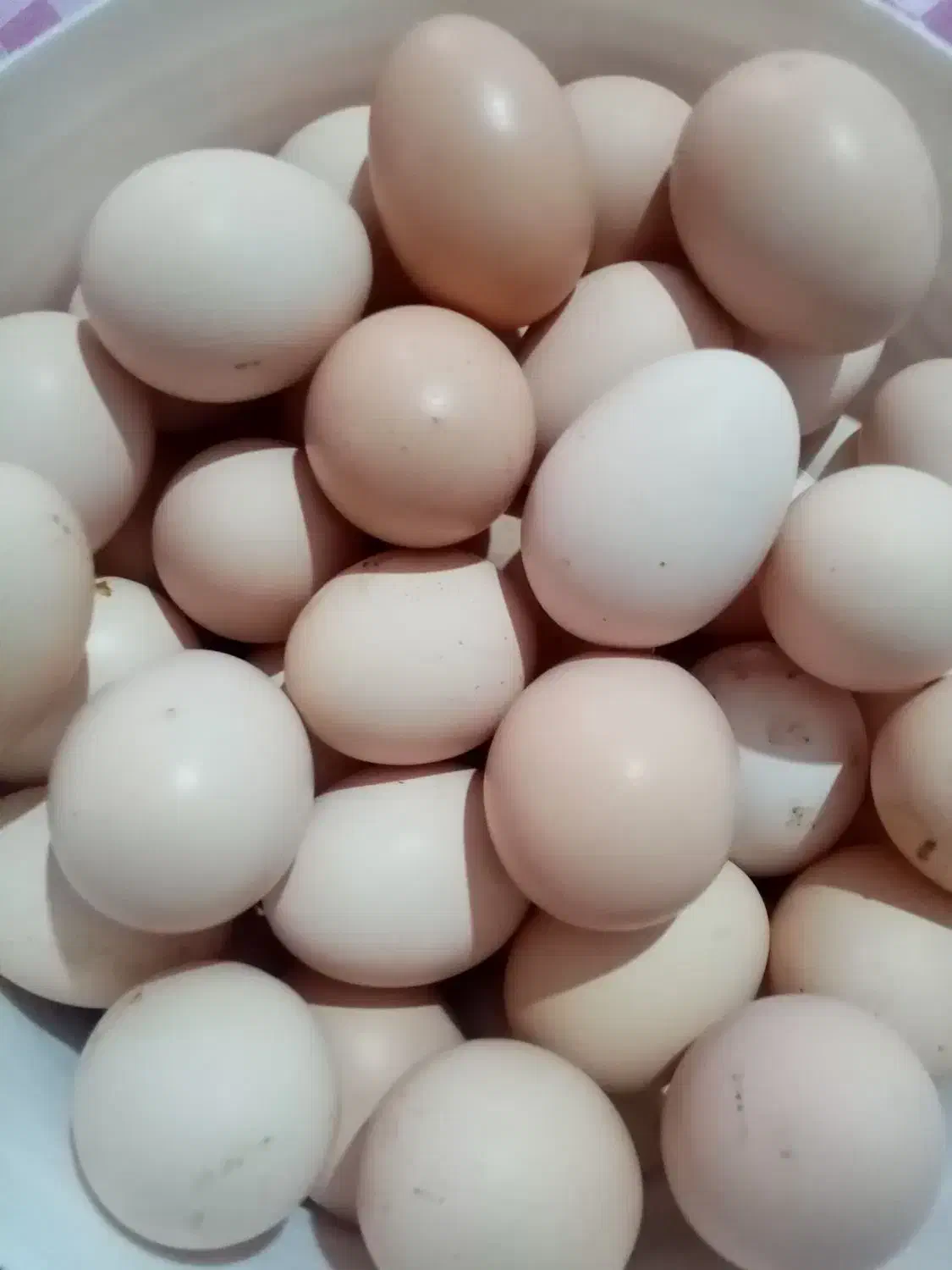 یومورتا درجه یک تازه|خوردنی و آشامیدنی|زنجان, |دیوار