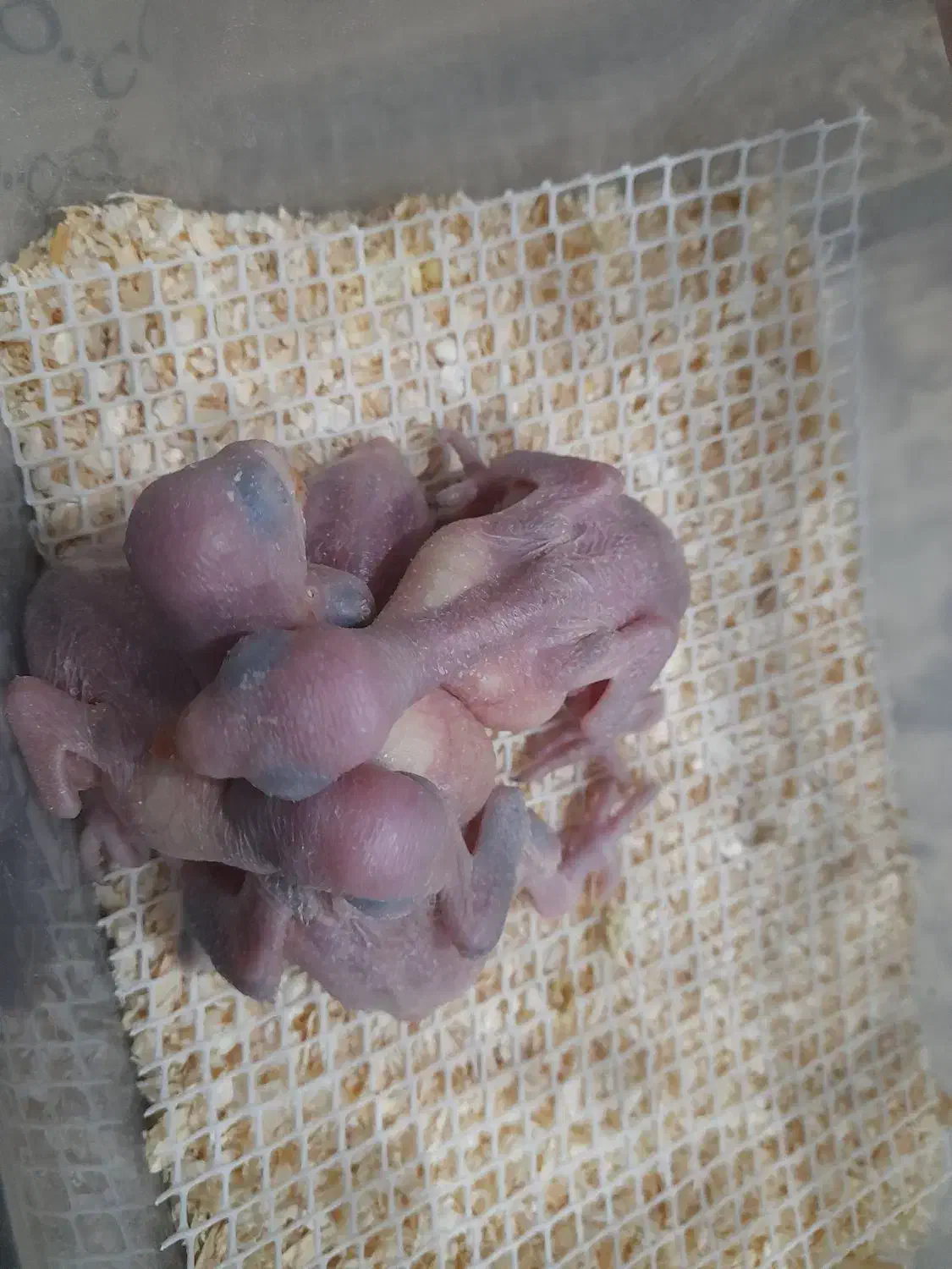 سبز|پرنده|قم, باغ اشرافی|دیوار