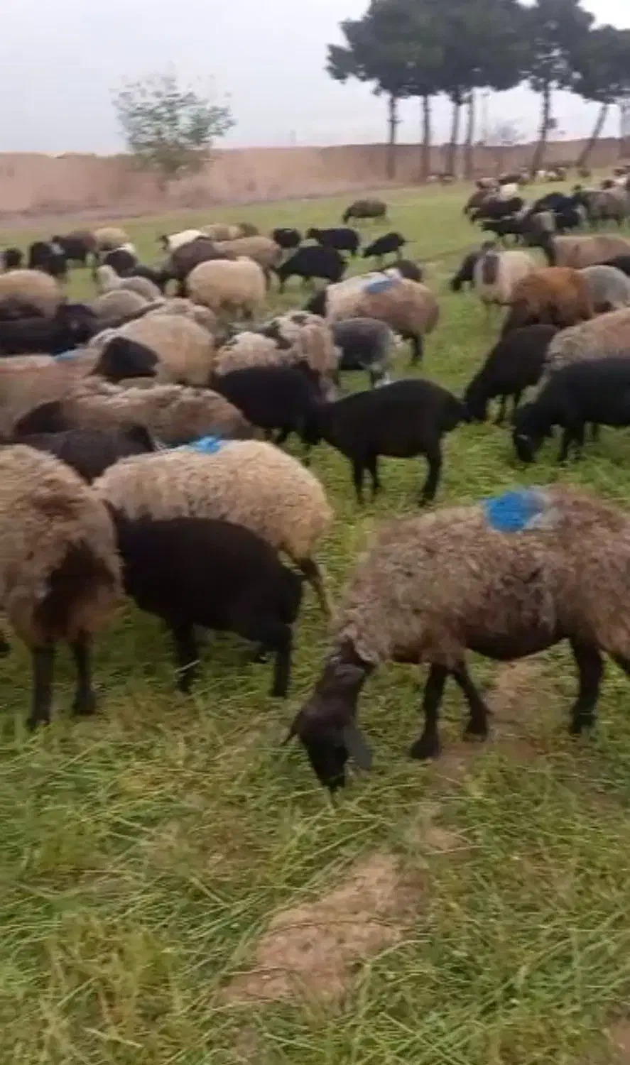 میش بره دار|حیوانات مزرعه|قرچک, داوود آباد|دیوار