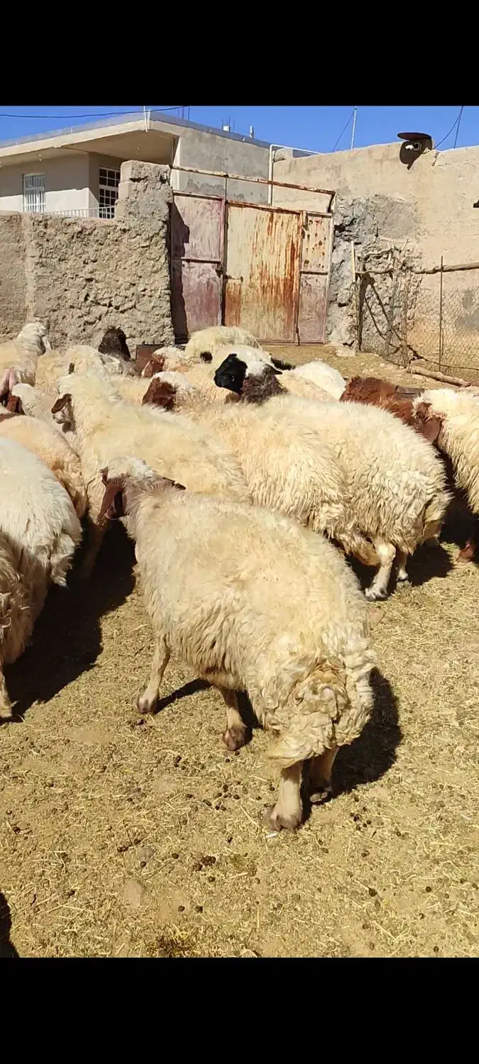 گوسفند پروار بزغاله کاور و قوچ|حیوانات مزرعه|ایلام, |دیوار
