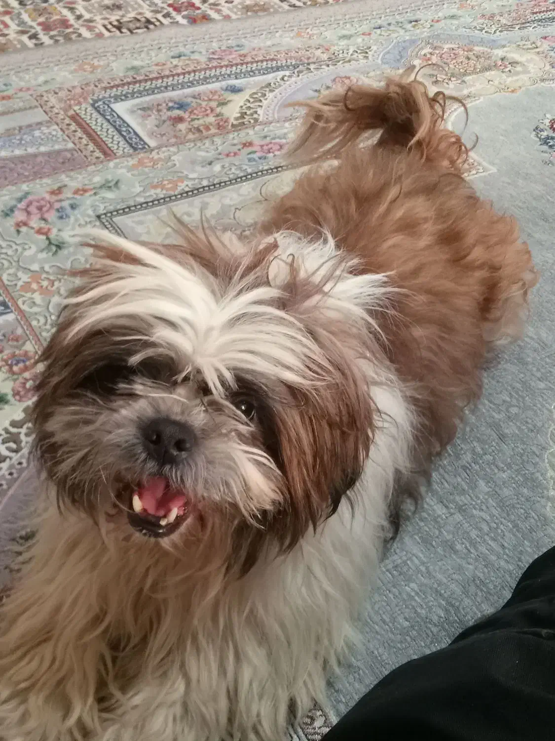 سگ شیتزو|سگ|مشهد, طبرسی شمالی|دیوار