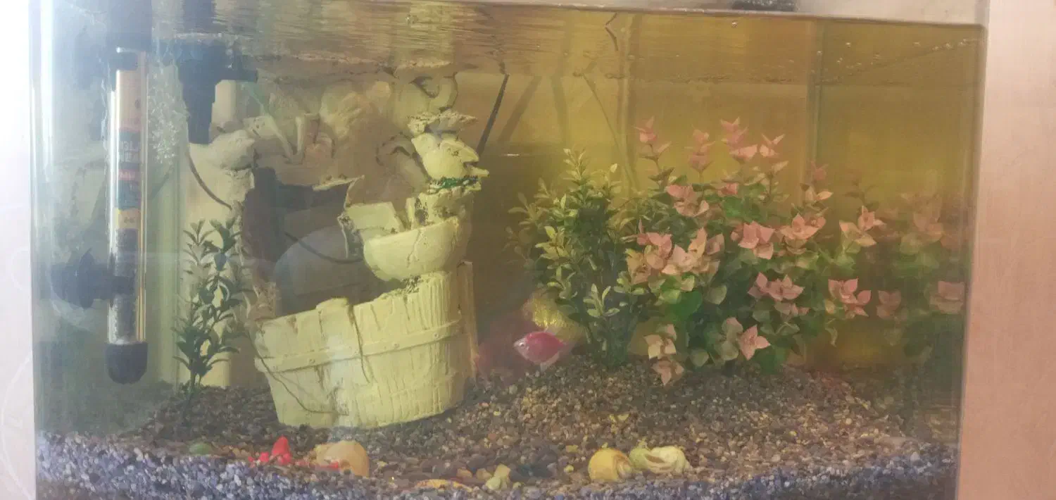 آکواریوم با شن های خلیج همیشه فارس|ماهی|بندر انزلی, ساحل قو|دیوار