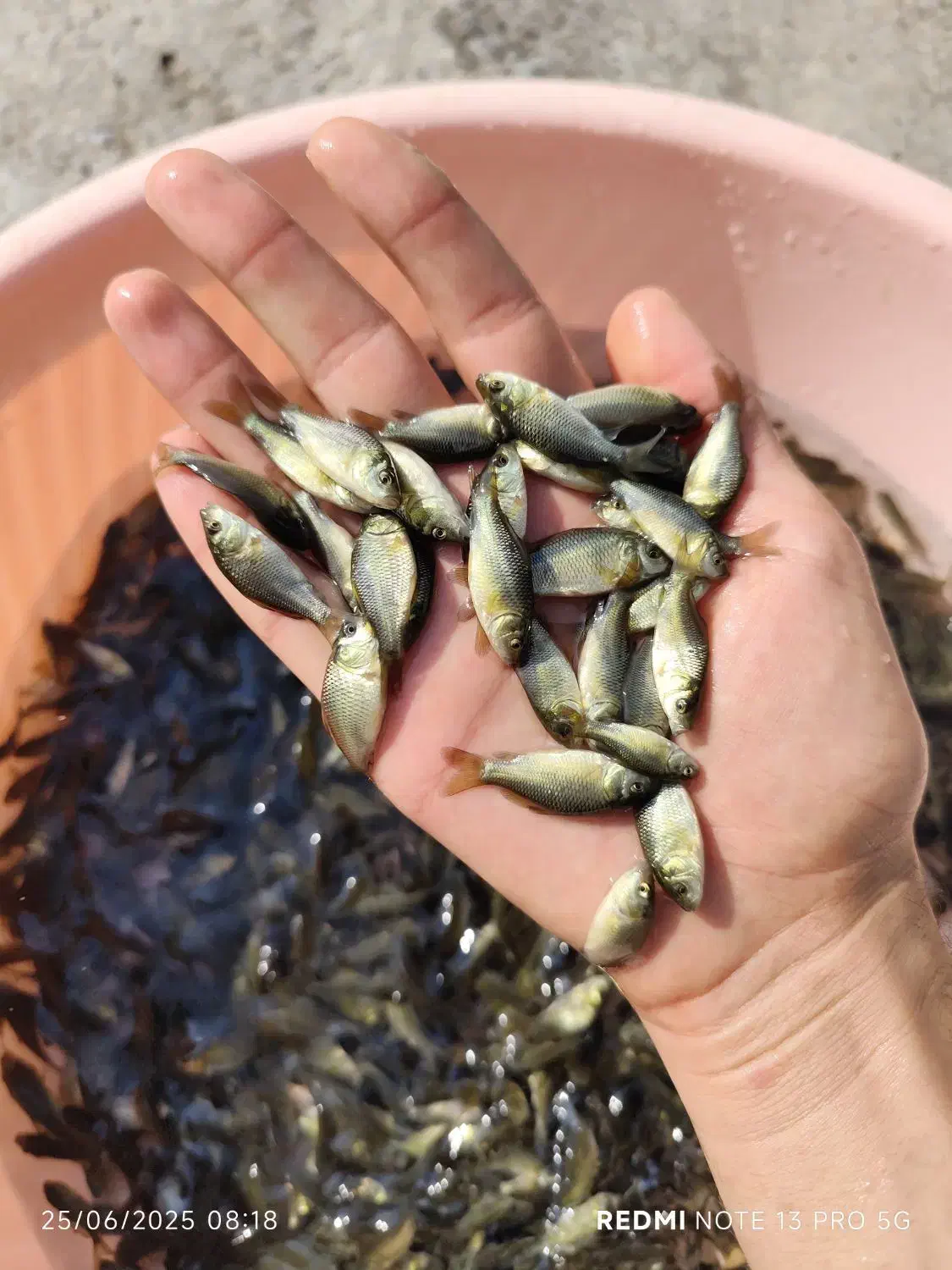 کپور نژاد تاتا مجارستانی آمور (کپور علف‌خوار)|ماهی|اصفهان, ملاصدرا|دیوار