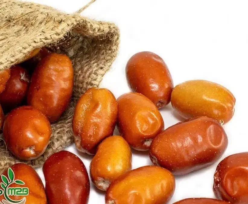 پیش فروش نهال سنجد بدون خار|خدمات باغبانی و درختکاری|سی‌سخت, |دیوار