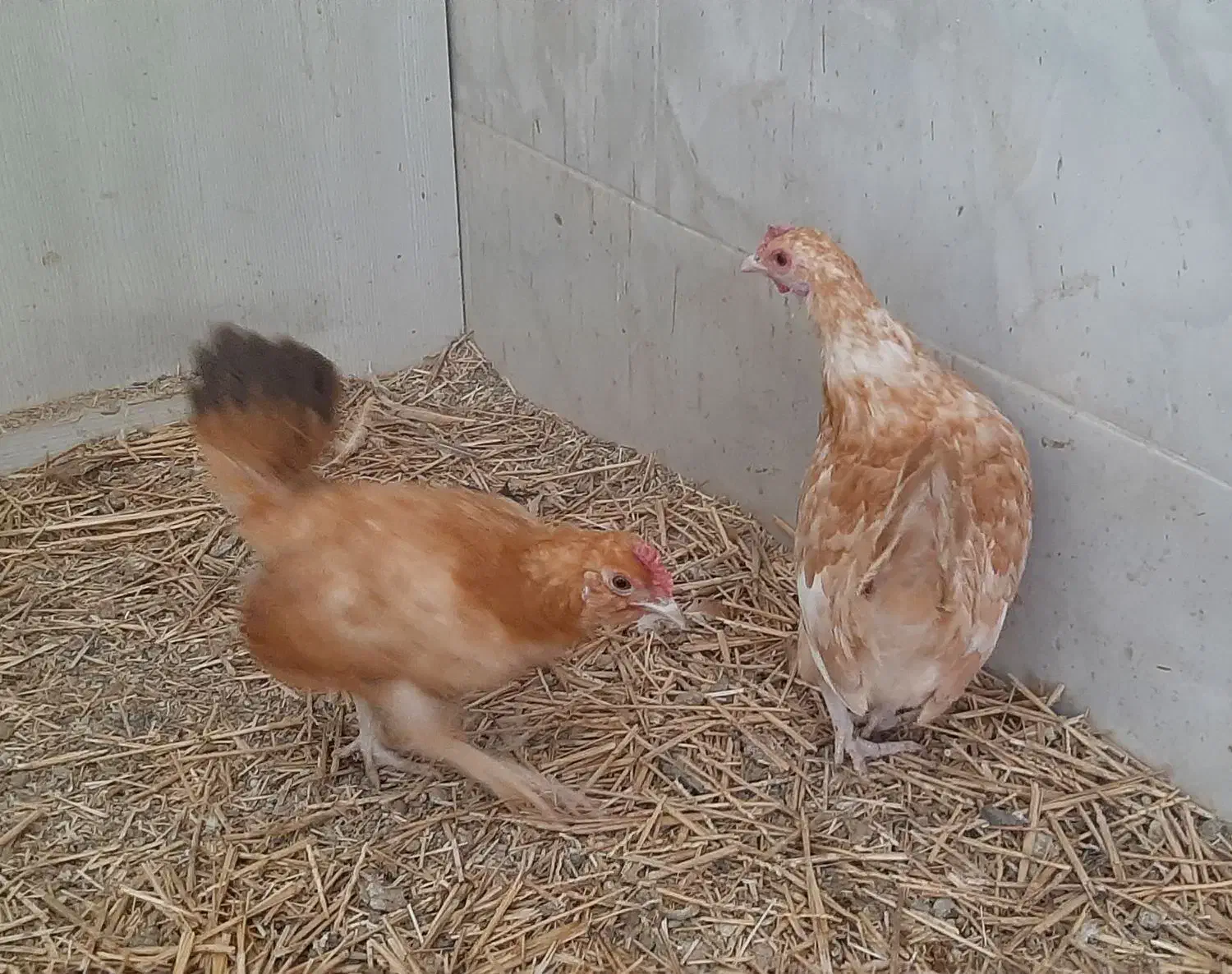 مرغ مینیاتوری ریز جثه ۴عدد|حیوانات مزرعه|ورامین, شهرک مدرس|دیوار