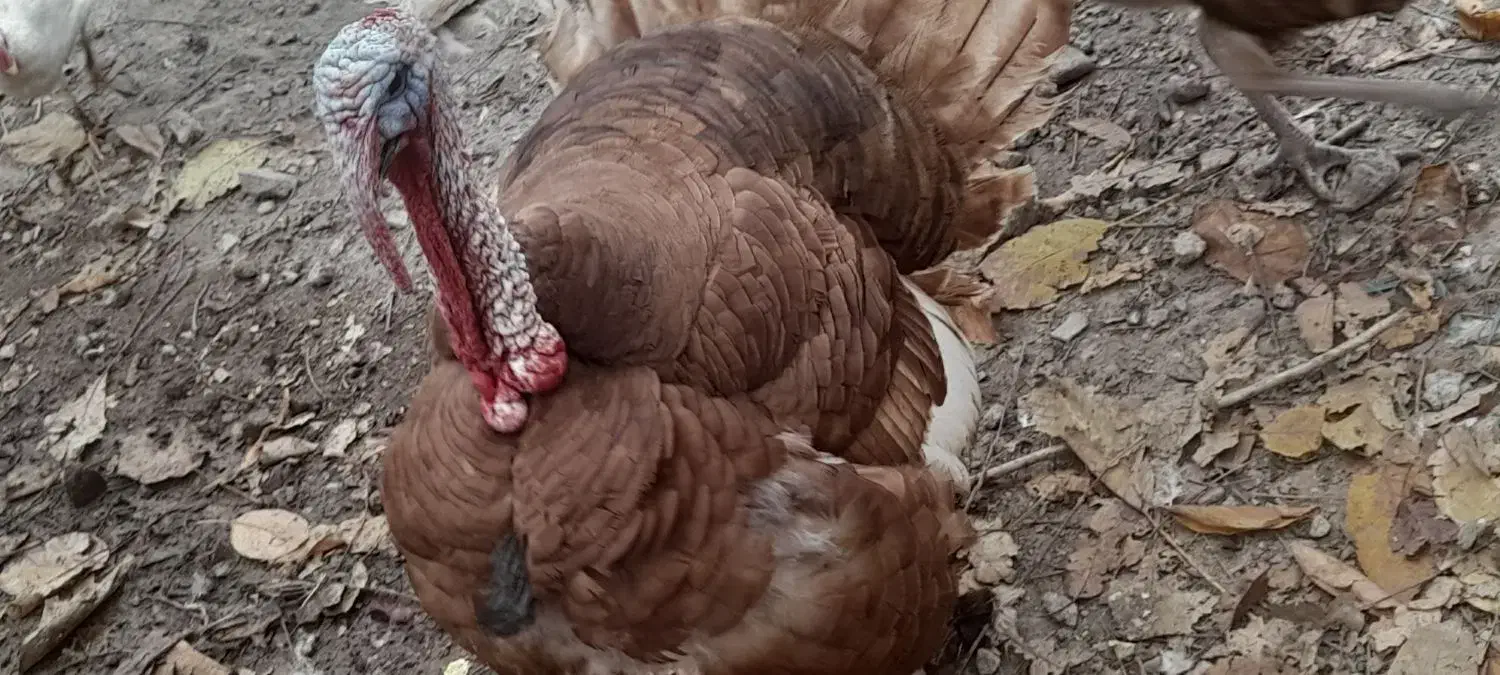 بوقلمون|حیوانات مزرعه|مشگین شهر, |دیوار