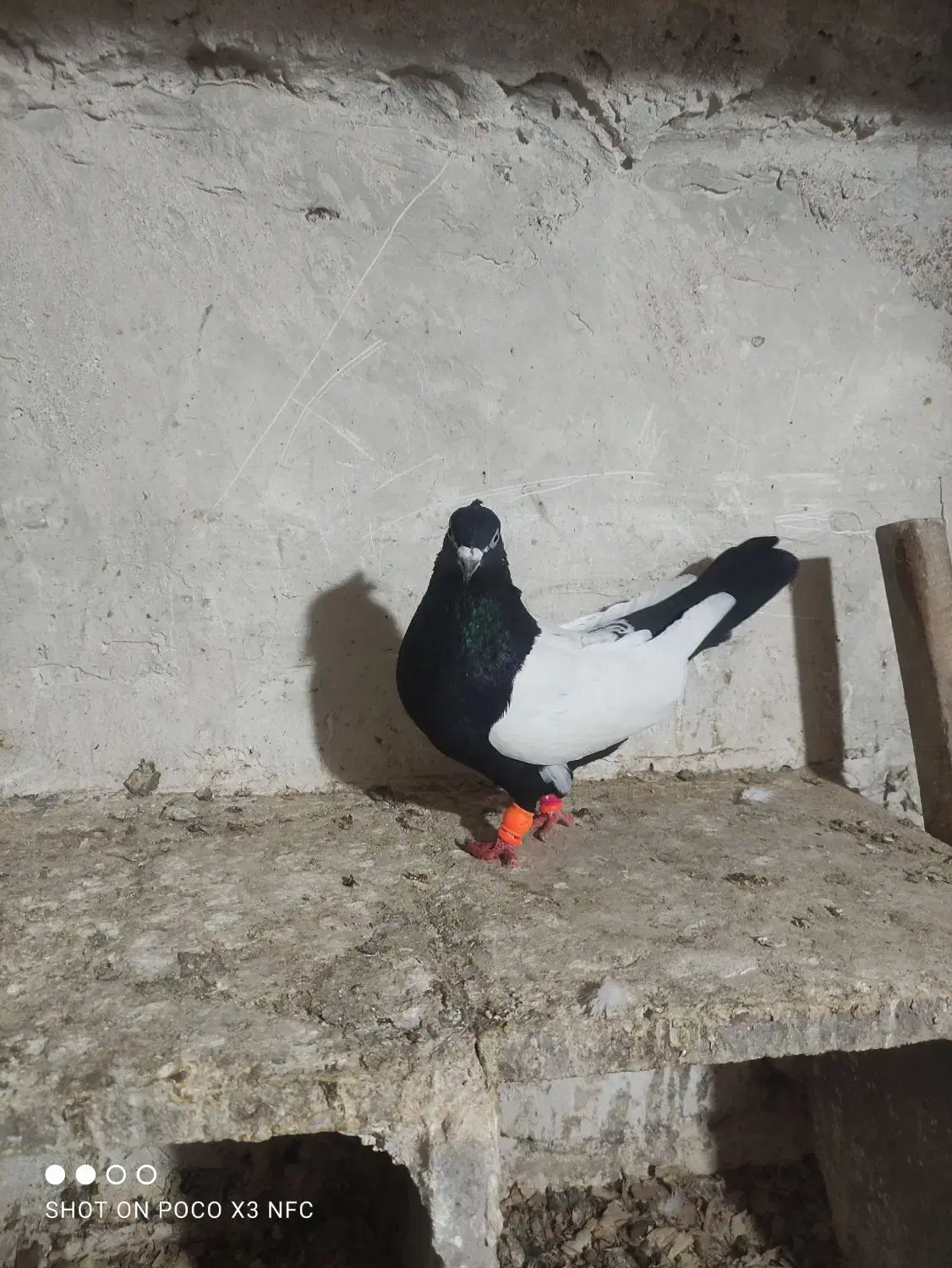 کفتر|پرنده|تربت جام, جامرود|دیوار