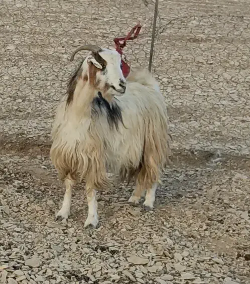 بز داشتی جوان دوقلو زا 50 روز ابست|حیوانات مزرعه|ایلام, |دیوار