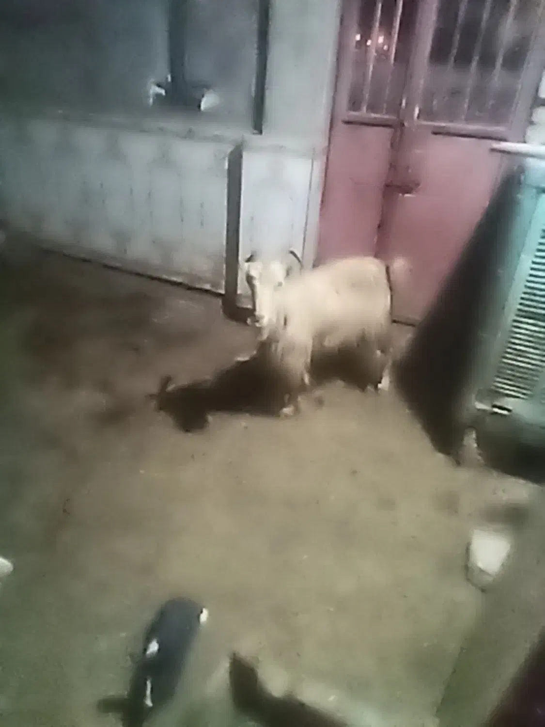 بز با بیگ|حیوانات مزرعه|مسجد سلیمان, |دیوار