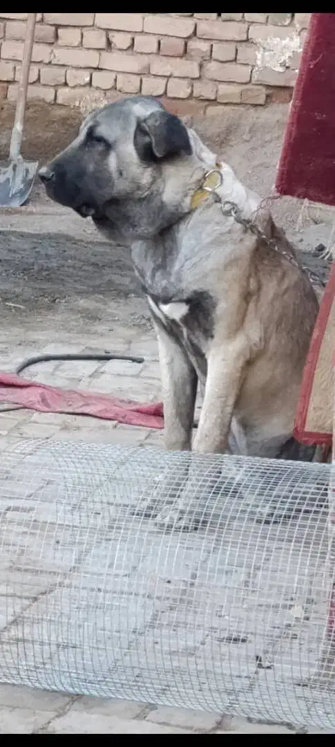 سگ پژدر|سگ|بوئین زهرا, |دیوار