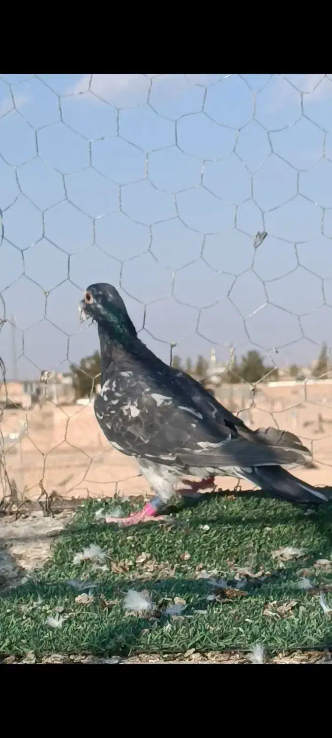 تعداد آلمانی و کرمانی|پرنده|بیرجند, |دیوار