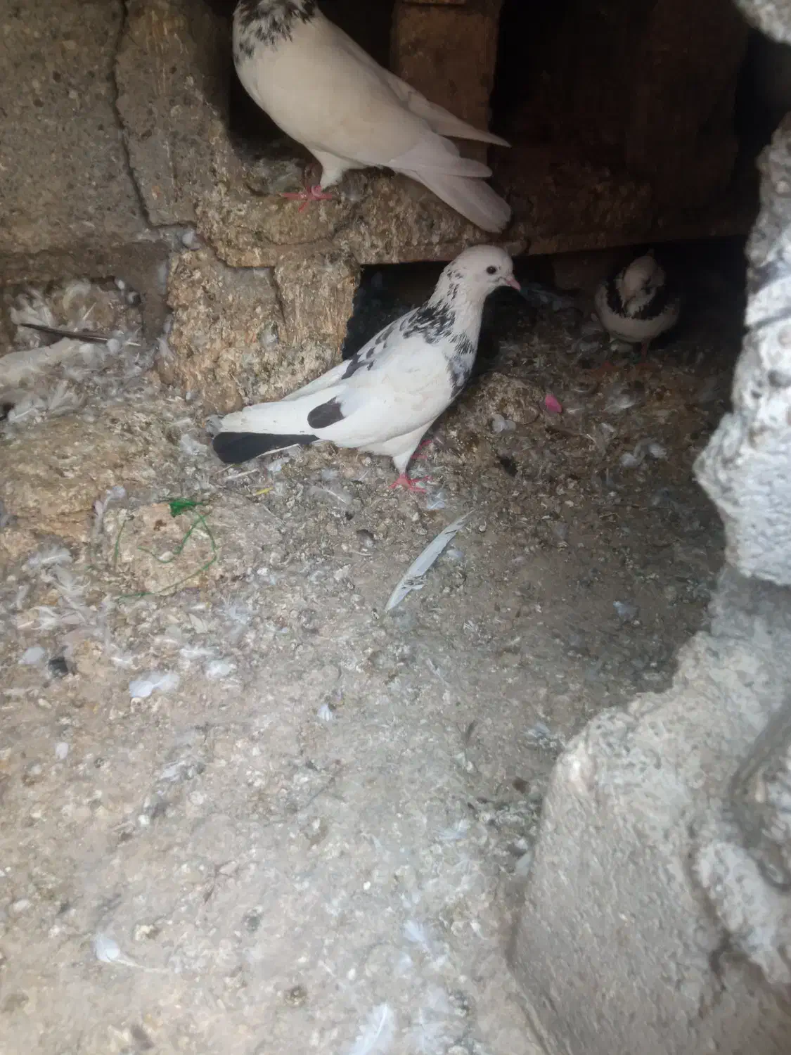 کبوتر گره|پرنده|میناب, |دیوار