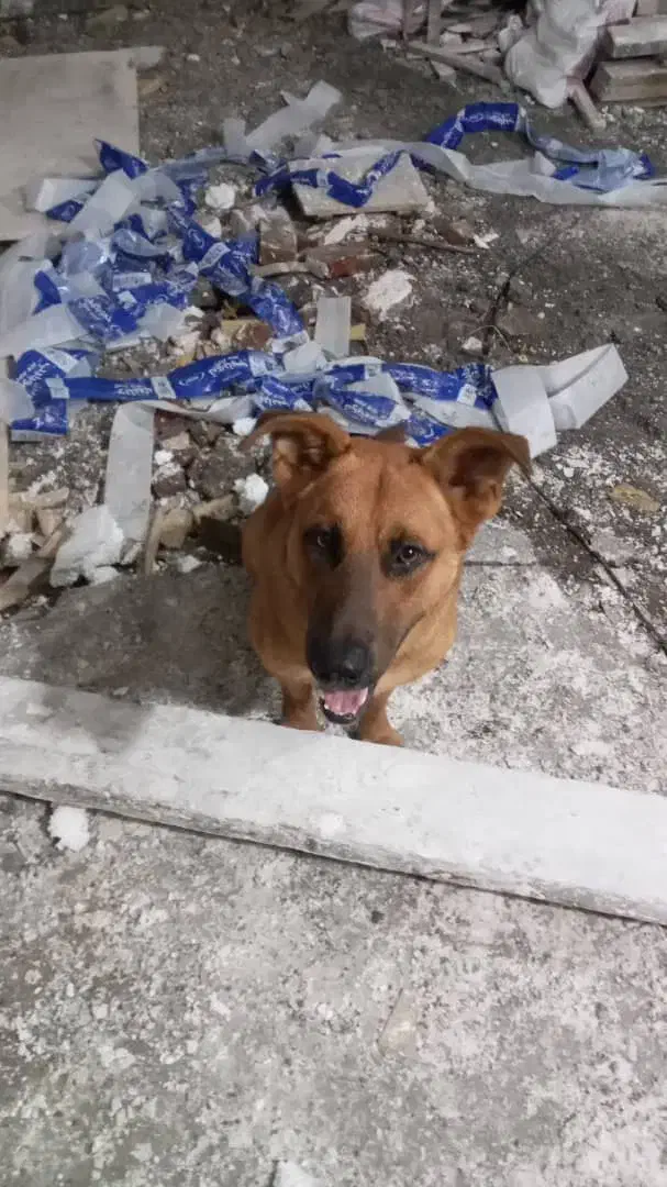 واگذاری سگ نگهبان باهوش شب بیدار|سگ|کیلان, |دیوار