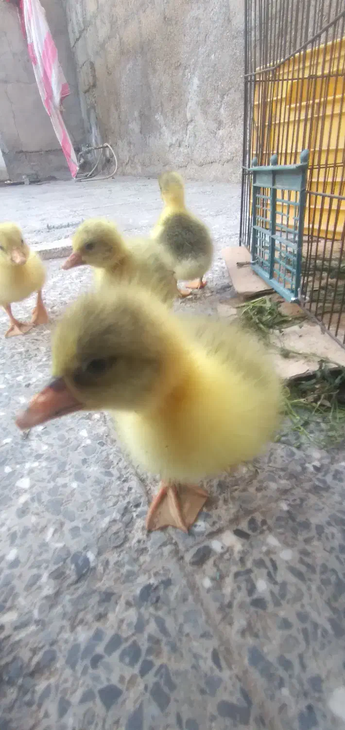 جوجه غاز|حیوانات مزرعه|سوسنگرد, |دیوار