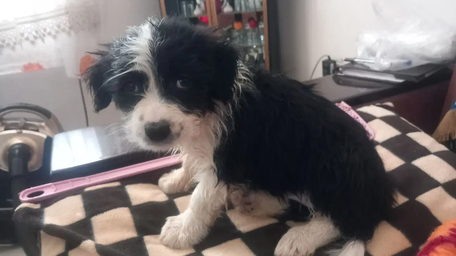 واگذاری|سگ|پرند, فاز ۶|دیوار