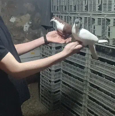 کبوتر شخی|پرنده|نوشین شهر, |دیوار