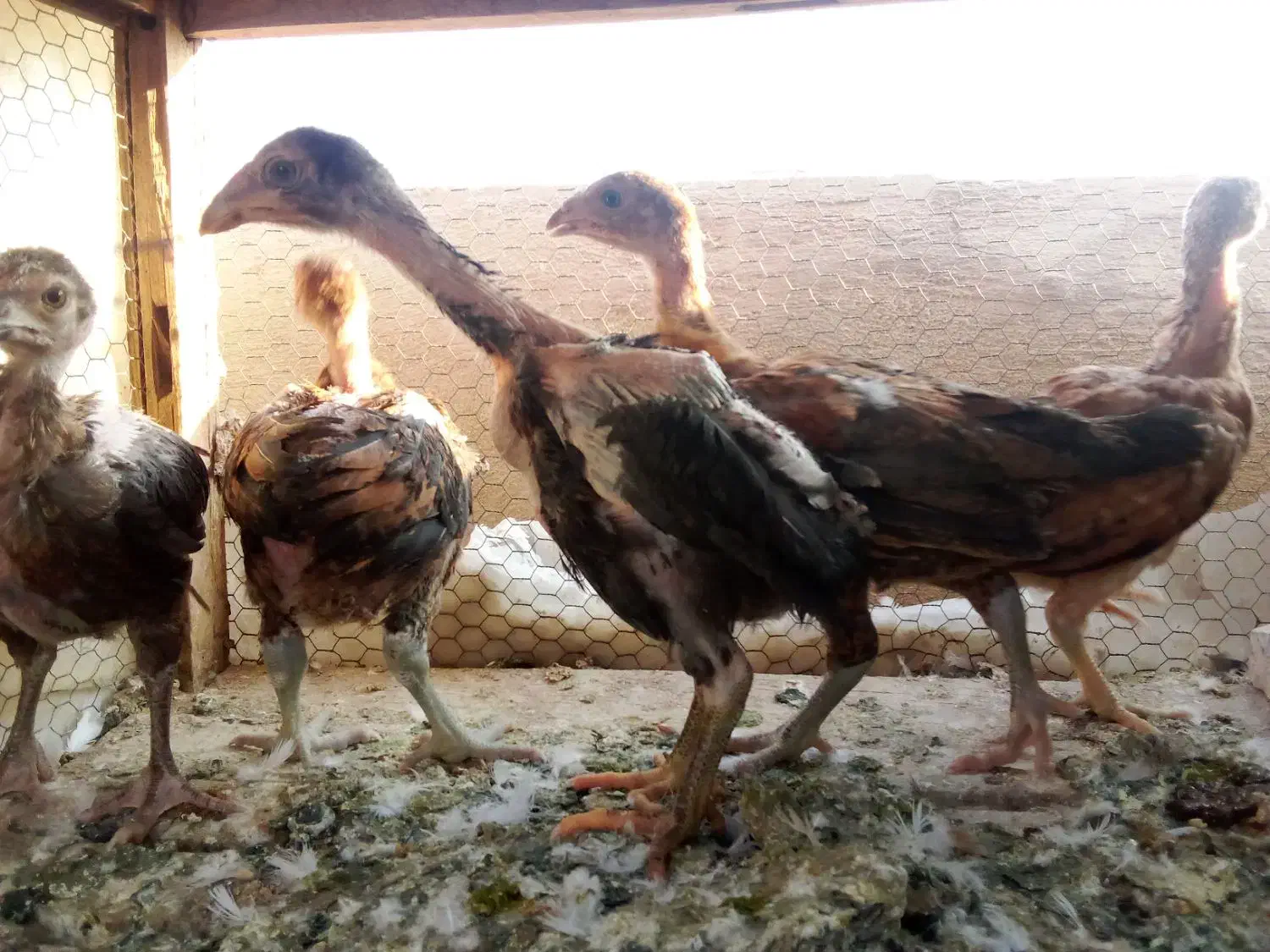 جوجه لاری دوماهه سه ماهه سه دانگ تا ۴دانگ|حیوانات مزرعه|سمنان, |دیوار