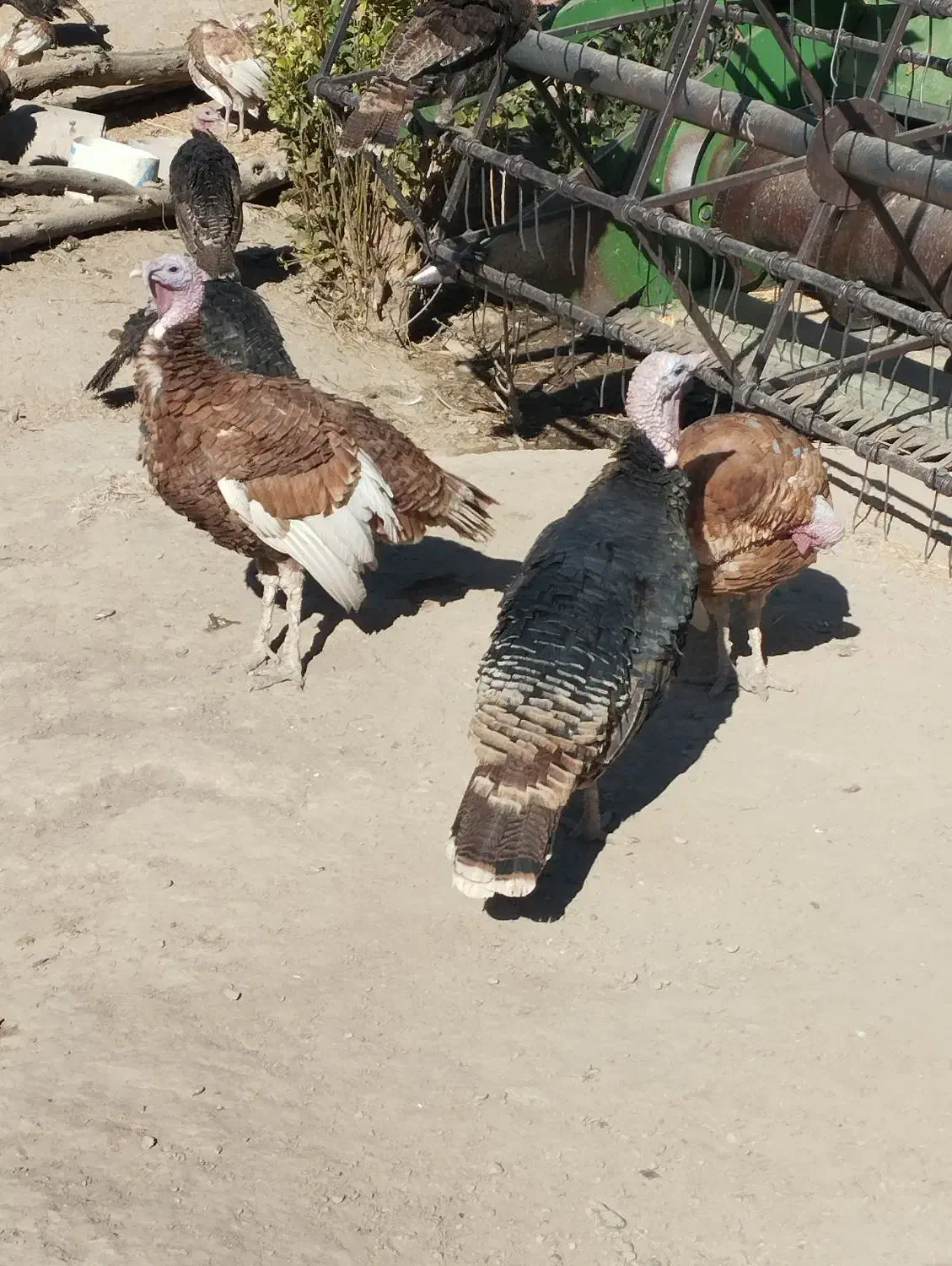 بوقلمون|حیوانات مزرعه|چنگ الماسی, |دیوار