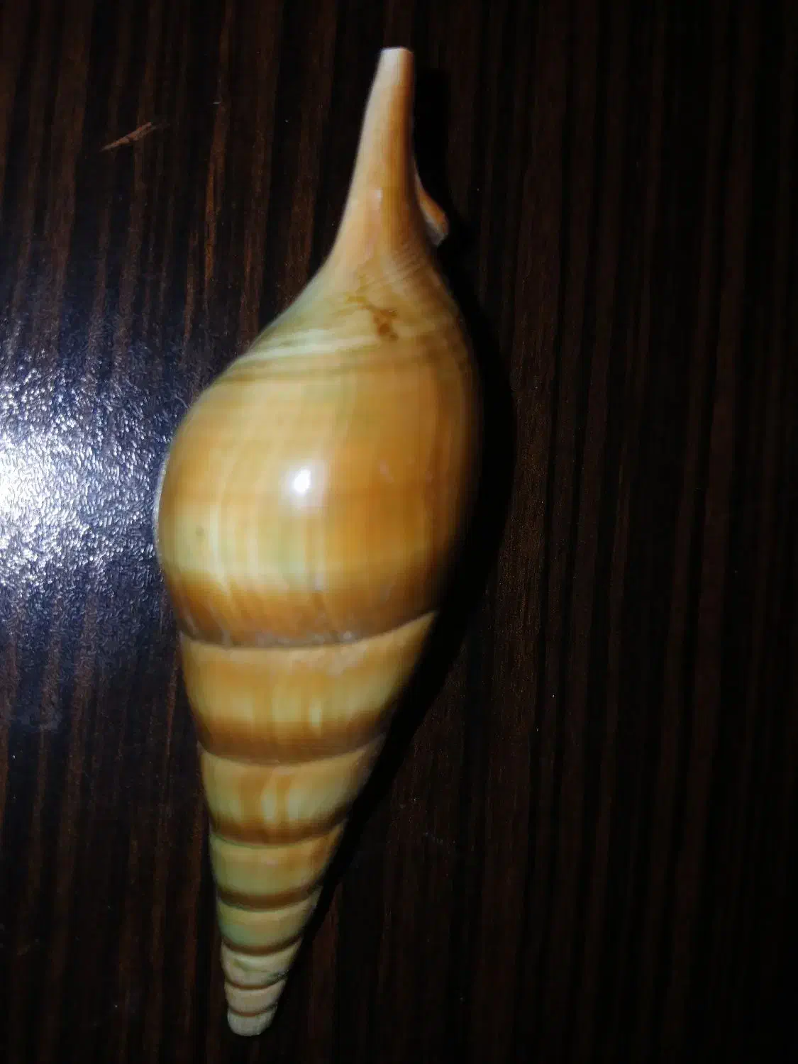 صدف|صنایع دستی و سایر لوازم تزئینی|برازجان, |دیوار