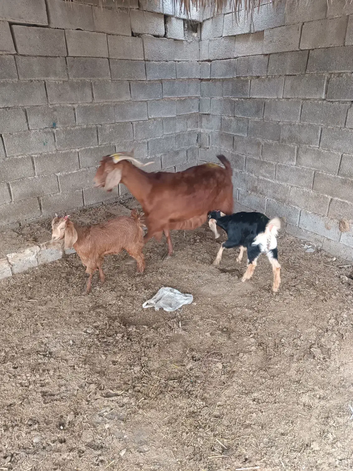 بز دوقلو|حیوانات مزرعه|بهبهان, |دیوار