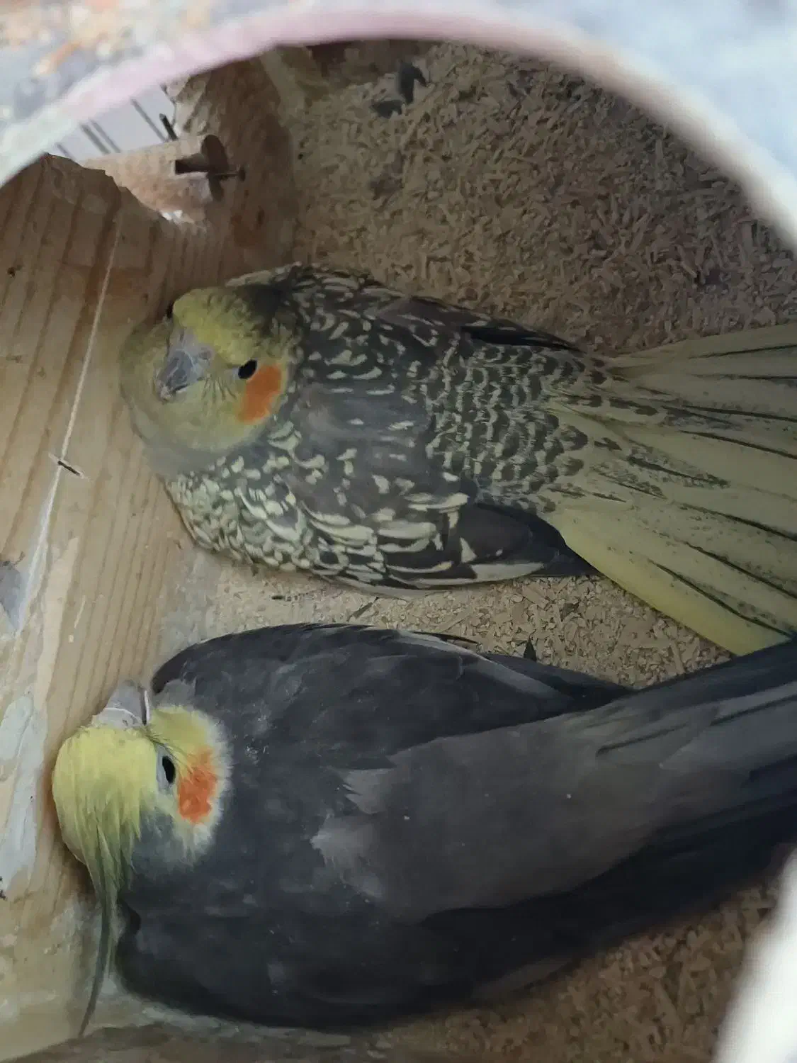 جفت عروس هلندی|پرنده|فسا, |دیوار