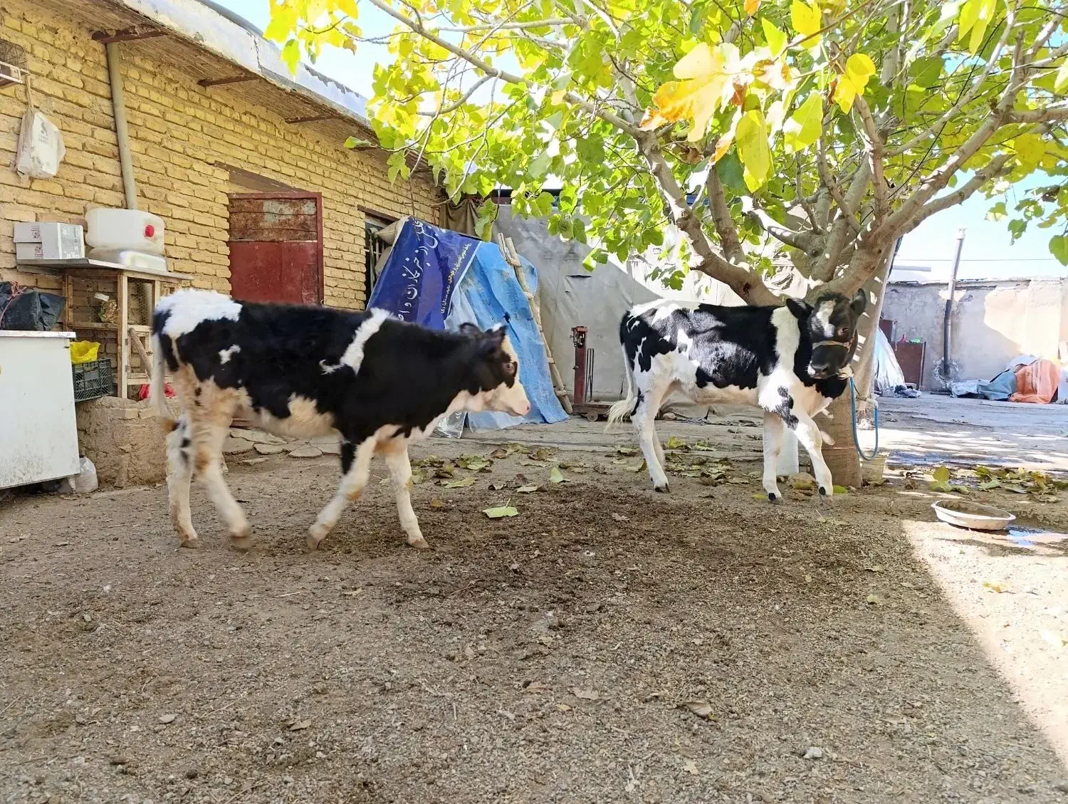 گوساله ماده سیمینتال و هلشتاین،گاو کردی|حیوانات مزرعه|دینور, |دیوار