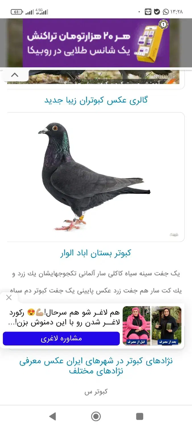 فروش کبوتر مشکی|پرنده|دهدشت, |دیوار