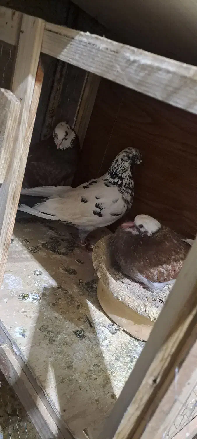 کبوتر پرشی|کلکسیون و سرگرمی|رباط‌کریم, مسکن مهر آبشناسان|دیوار