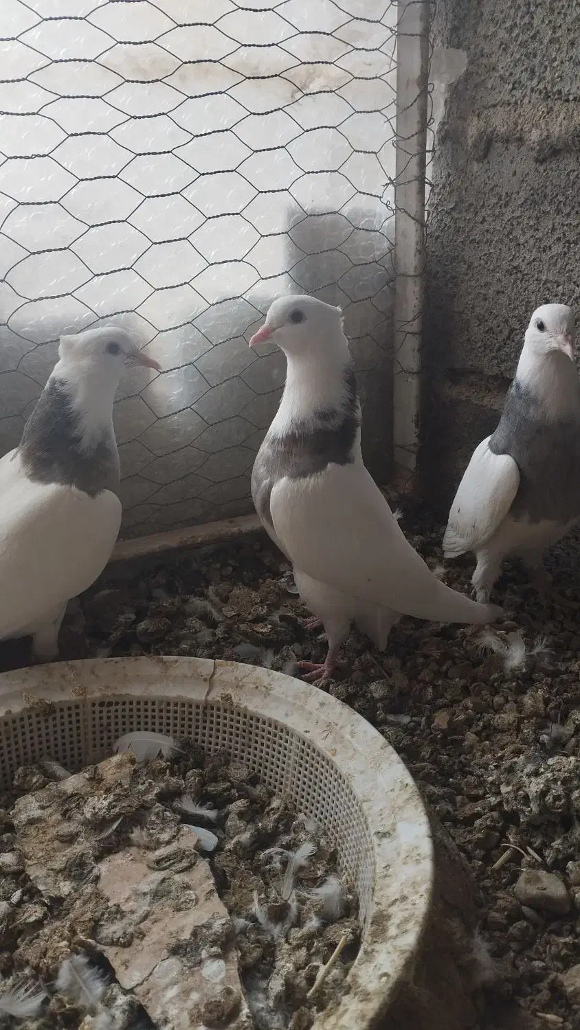 طوقی جوانه|پرنده|بیستون, |دیوار