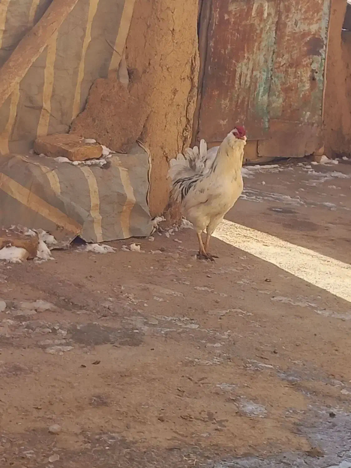 تخم نطفه دار گلین|حیوانات مزرعه|کرمانشاه, |دیوار