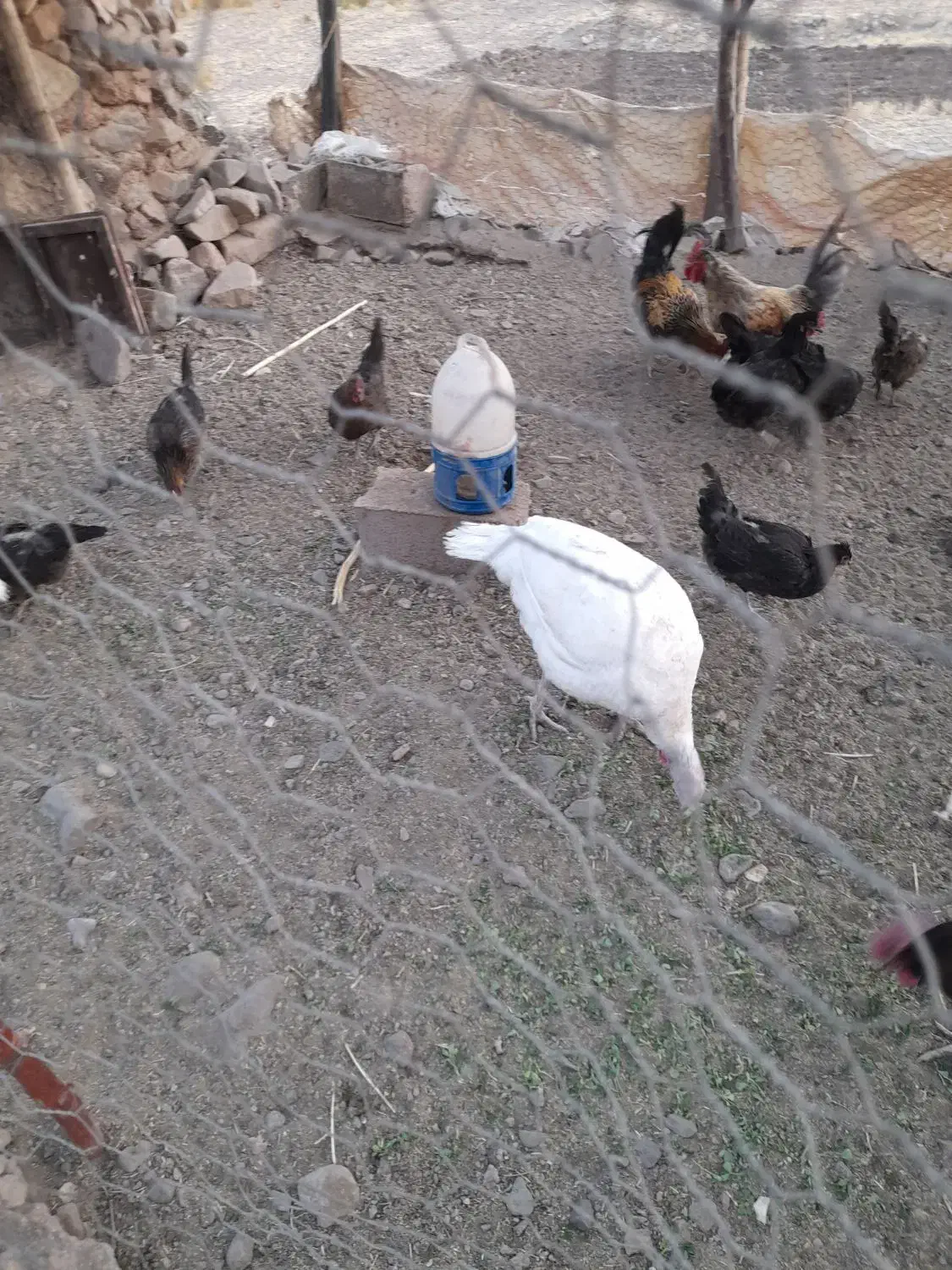 خروس و بو قلمون.سرسفید کربلای|حیوانات مزرعه|رفسنجان, |دیوار