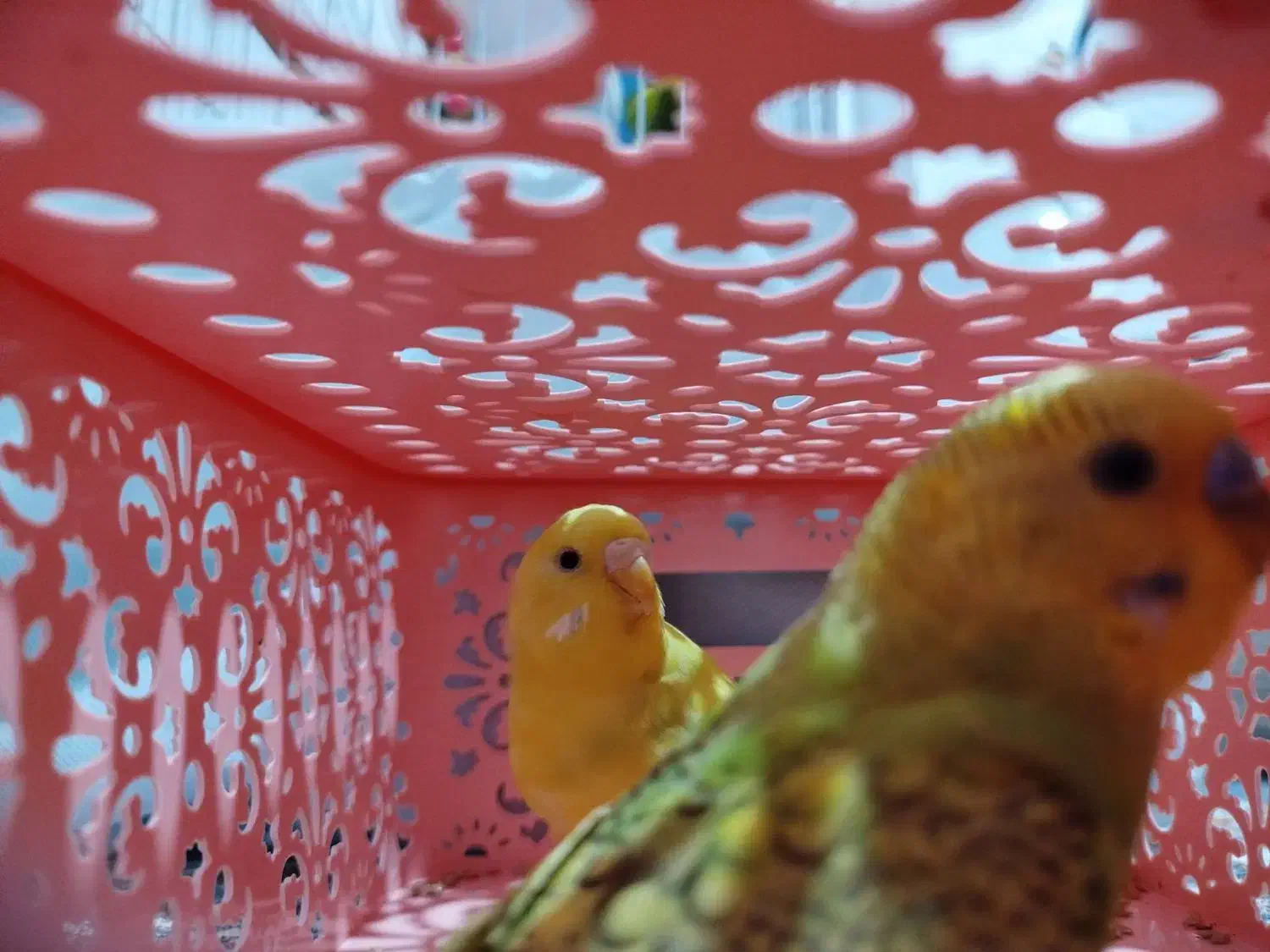 مرغ عشق|پرنده|صحنه, |دیوار