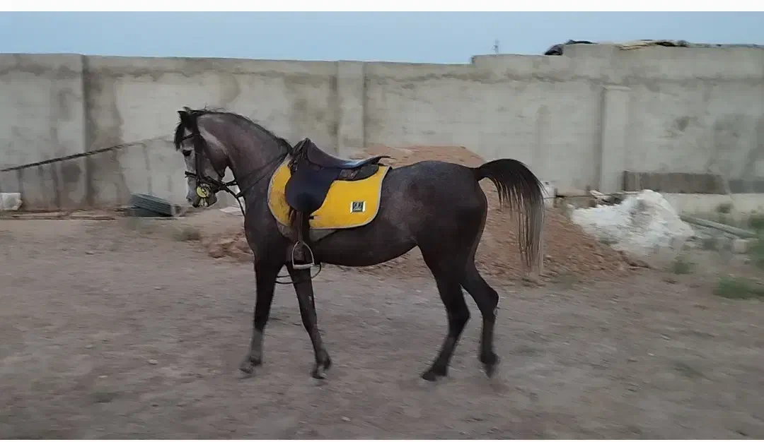 کره مادیان کره ارشا حسن کیانی|اسب و تجهیزات اسب‌سواری|حبیب آباد, |دیوار