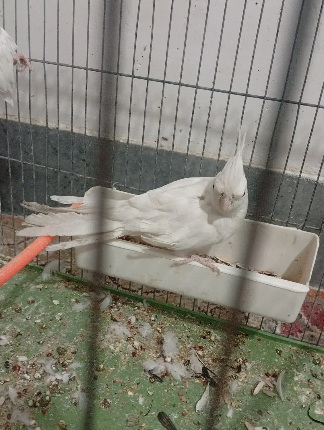 ۲ جفت عروس|پرنده|دوگنبدان, |دیوار