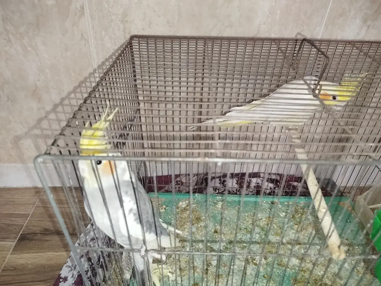 عروس هلندی جفت|پرنده|قم, شهرک مهدیه (مدرس)|دیوار