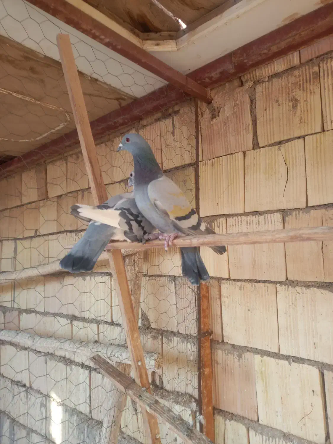 کبوتر پلاکی|پرنده|اشکذر, |دیوار