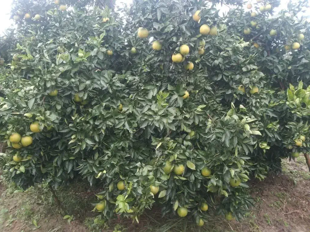 پرتقال تامسون و یافا سردرختی|عمدهفروشی|گرگان, |دیوار