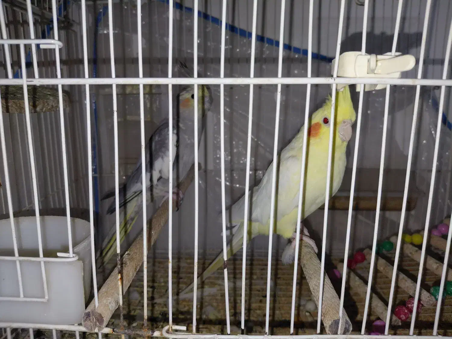 عروس هلندی بالغ|پرنده|مشهد, گلبرگ شمالی|دیوار