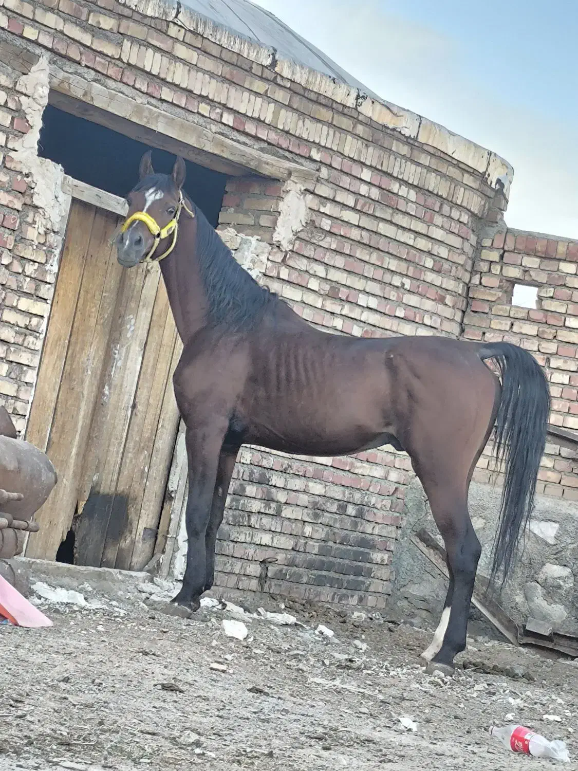 اسب یکسر|اسب و تجهیزات اسب‌سواری|تبریز, |دیوار