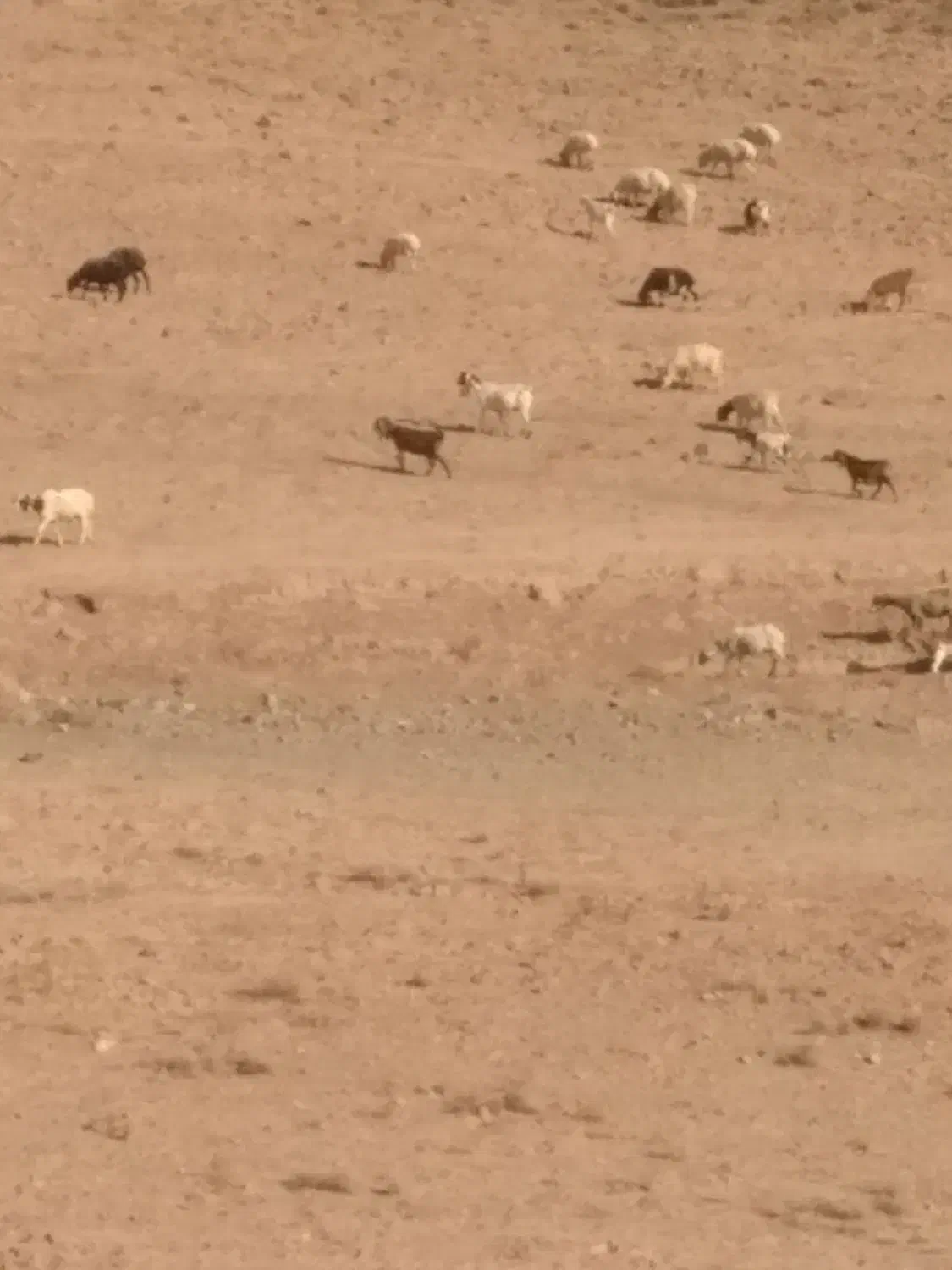 حیوانات|حیوانات مزرعه|رابر, |دیوار