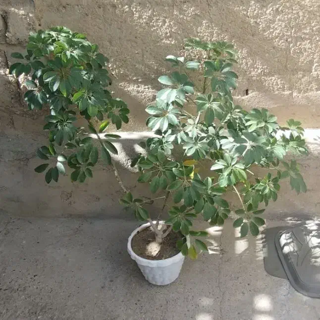 گل پنجه گلی|گل و گیاه طبیعی|شاهین دژ, |دیوار