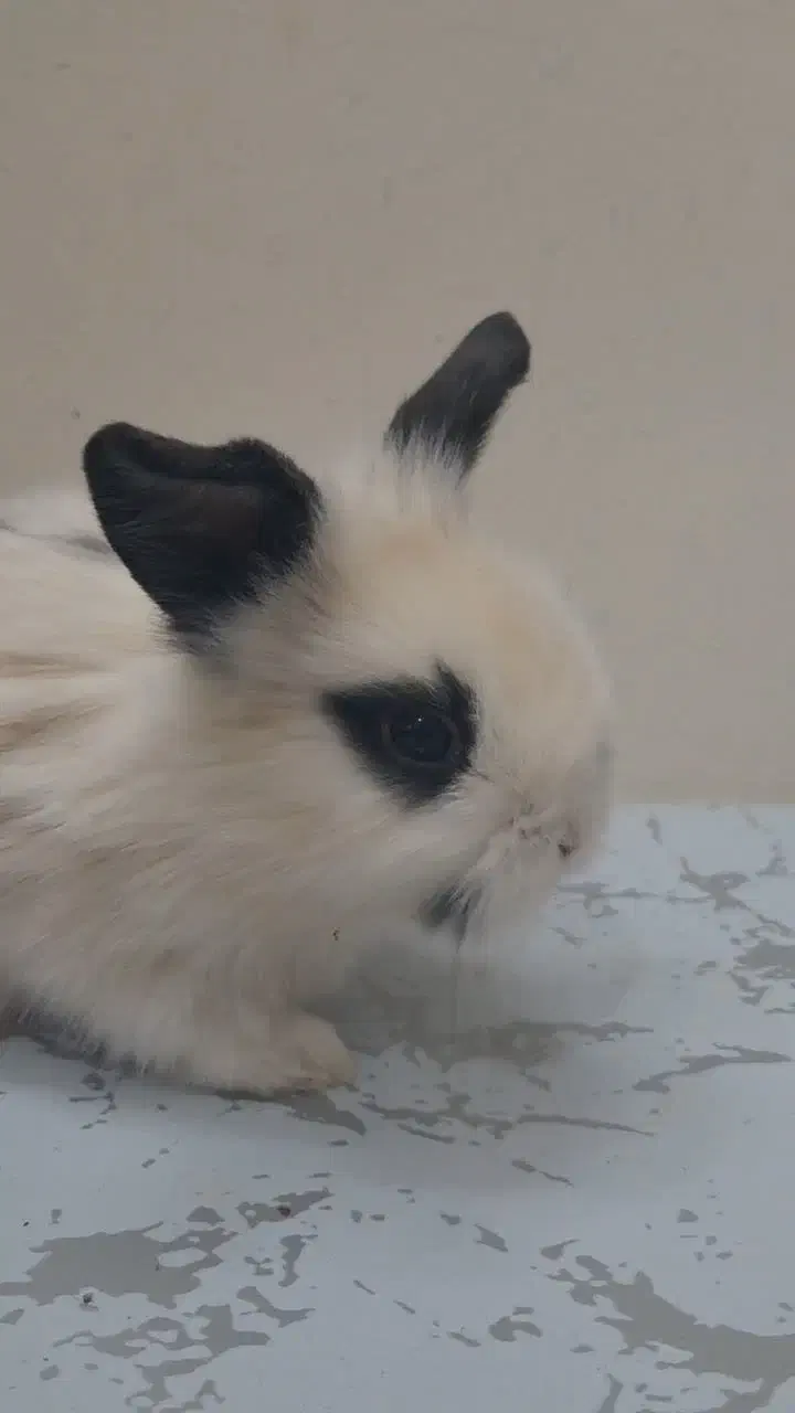 فروش خرگوش|موش و خرگوش|اصفهان, زاجان|دیوار