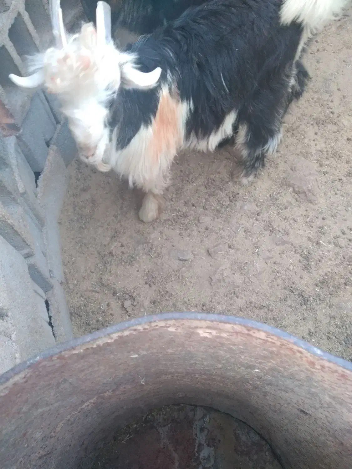 بیگ|حیوانات مزرعه|ایذه, |دیوار