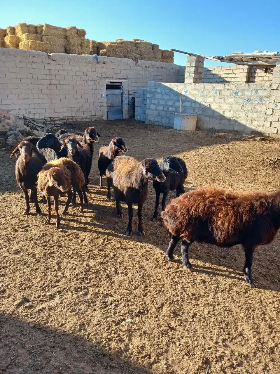 ۱۰ عدد میش قزل افشار|حیوانات مزرعه|شاهرود, |دیوار