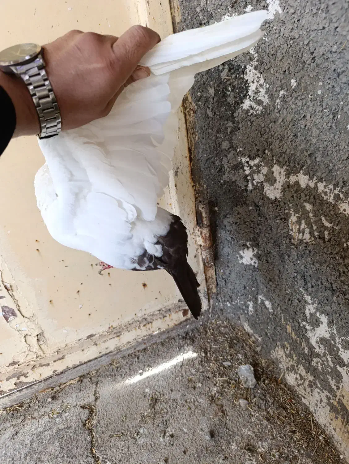 کفتر|پرنده|کرمانشاه, |دیوار