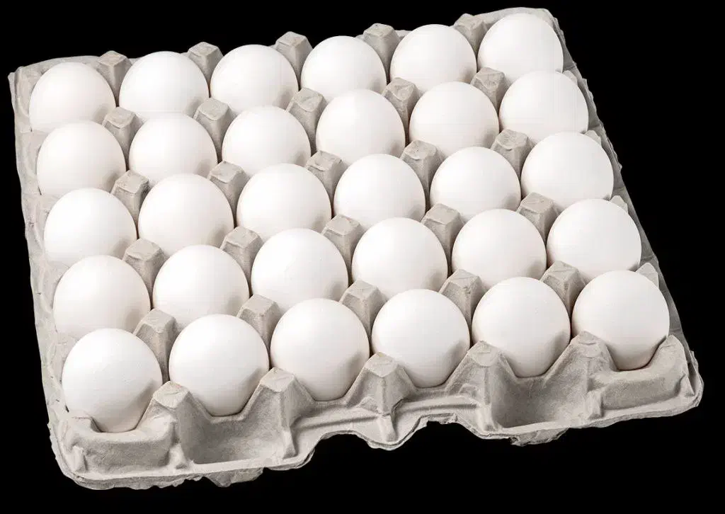 پخش عمده تخم مرغ|خوردنی و آشامیدنی|ارومیه, |دیوار