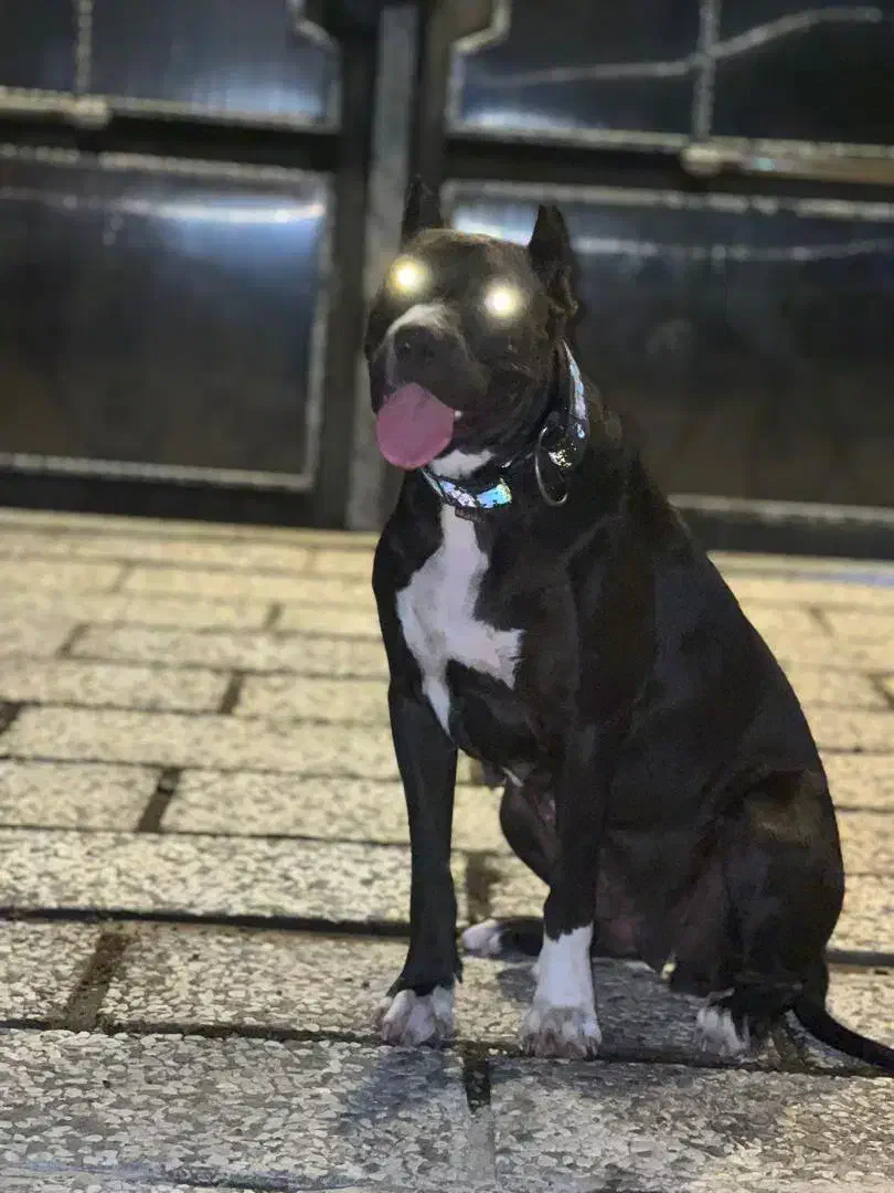 پیتبول ماده اصیل|سگ|رشت, اسماعیل آباد|دیوار