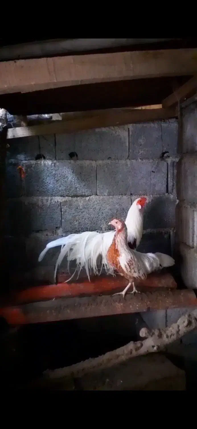 یوکوهاما اصل|حیوانات مزرعه|رودسر, |دیوار